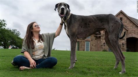 World's tallest dog lives right in Texas — find out where